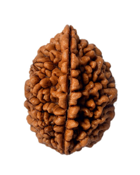 One Mukhi Rudraksha
