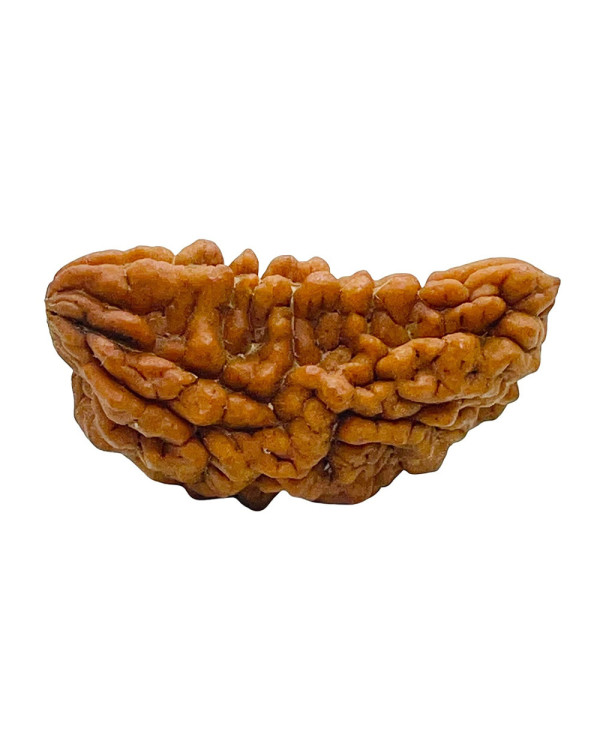 One Mukhi